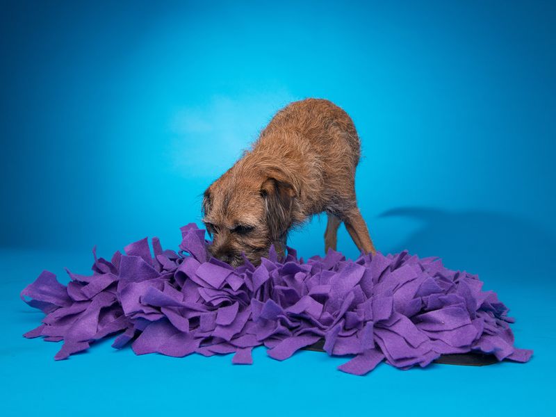 Snuffle pad for dogs hotsell